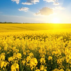 Obraz premium A vast field of bright yellow flowers stretches to the horizon at sunset. Sunlight bathes the scene in a warm golden glow. A beautiful, expansive landscape