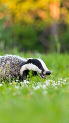 Badger foraging in a vibrant meadow at sunset