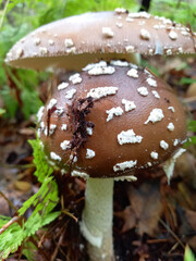 poisonous mushroom, fly agaric in the forest