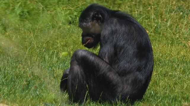 A bonoboo monkey sitting ona meadwo and eating weeds ona sunny day in spring