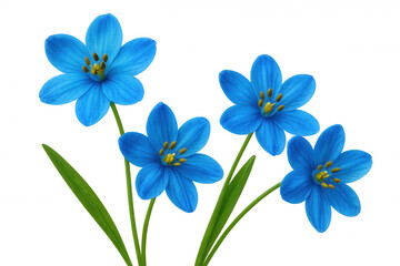 Naklejka premium Four vibrant blue glory-of-the-snow flowers blooming, isolated on a transparent background, perfect for spring designs