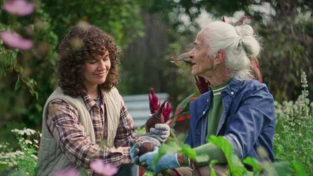 Young woman and her elderly grandmother in gloves smiling and talking as harvesting fresh beets together in lush green garden