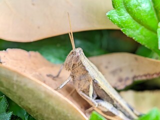 Macro of Grasshopper Acrididae Insect in Natural Habitat