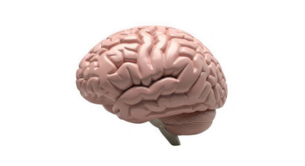 Detailed 3d render of human brain showing neural pathways and cerebral cortex intricacies for medical and educational use transparent background