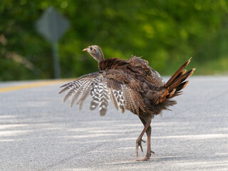 A young Wild turkey spreads it's feathers while crossing a road