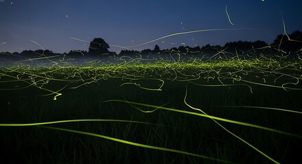 Swirling yellow firefly trails illuminate a dark grassy field at twilight lightning bug insect