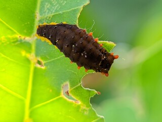 Macro of Caterpillar Papilionidae Larva on Green Leaf