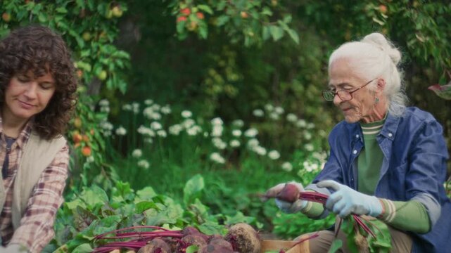 Elderly woman and her granddaughter putting freshly harvested beetroots into wooden crate, smiling and speaking in garden with apple trees and flowers in background