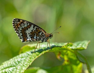 Fototapeta premium Close-up of a butterfly on a leaf