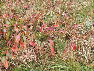 冬の江戸川土手の若草と枯草