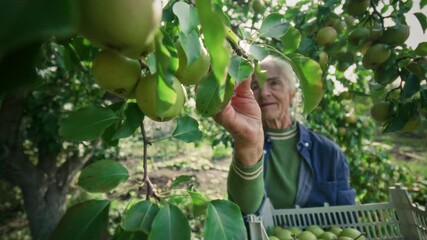 Elderly woman collecting apples from tree and placing them in crate while harvesting fruit in sunlit orchard
