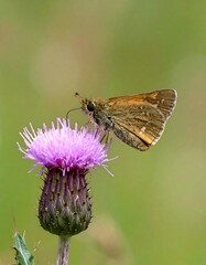Close-up of a butterfly on a thistle