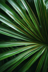 Obraz premium Close-up view of vibrant green fan-like palm leaves showing detailed texture and veins with soft natural lighting