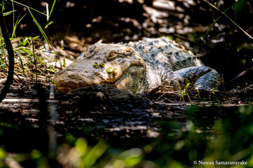 Protective Mother Alligator Guarding Her Nest at Bay Area Park, Pasadena Texas