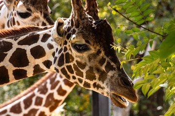 three giraffes  stacked in zoo
