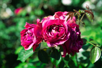 Branch of Eric Tabarly fuchsia roses with  blooms close-up in sunlight, fully double petals, French climbing rose full of charm.