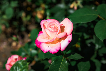 Close up of Rosa Peace hybrid tea rose with creamy pink petals and vivid edges in summer garden, symbol of elegance and timeless beauty.