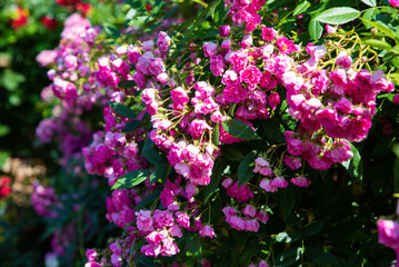 Side view of Watburg rambler rose branches with clusters of pink blossoms, soft petals and greenery shining in warm summer sunlight.