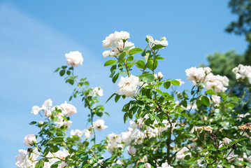 Delicate New Dawn Roses from the Large Flowered Climber group blooming under blue sky, soft pink...