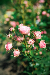 Vertical view of Allure Winter Jewel Floribunda roses in soft pink shades blooming gracefully with lush green foliage in a summer garden.
