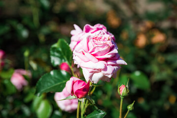 Beautiful pink Damask rose blooming in the garden, fresh delicate petals with soft texture and bright green leaves in natural sunlight.