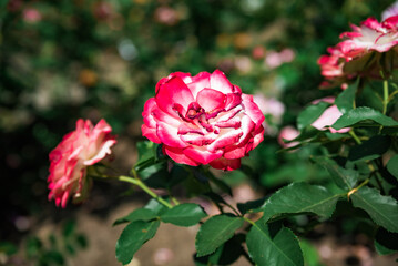 Overhead view of pink and white Prince de Monaco floribunda roses blooming in a summer garden, showing natural beauty and detailed soft petals.