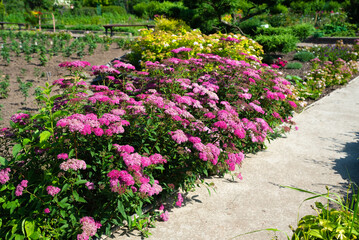 Bright pink flowers of Spiraea japonica blooming along a garden path in summer, with green foliage and a landscaped background.