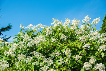 Close up of Hydrangea paniculata flowers with white blooms and green leaves against a blue summer sky in a bright sunny garden.