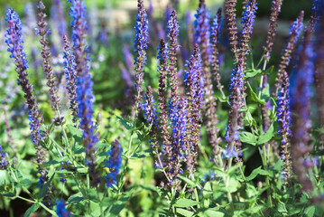 Fototapeta premium Stunning purple Salvia blossoms with delicate petals and lush greenery, bathed in sunlight, adding color to a serene garden setting.