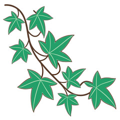 Curving branch displays pointed ivy foliage with vibrant green leaves and simple elegant style, transparent background