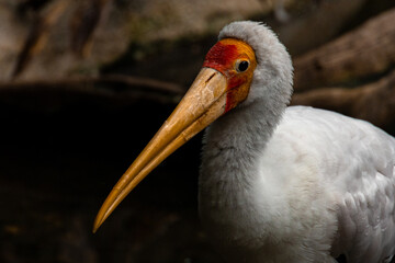 yellow billed stork portrait