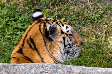 tiger in the grass at zoo