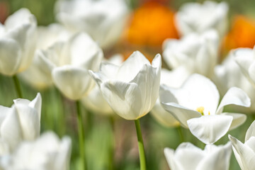 Obraz premium Spring blossom flowers. Tulips field in spring time. Close up tulip flowers background. Colorful tulip flowering in the garden at sunny summer or spring day. Selective soft focus.