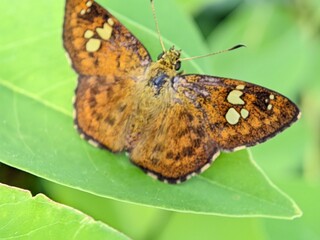 Golden Skipper Butterfly Telicota colon Macro Photography