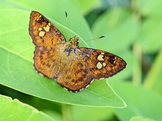 Golden Skipper Butterfly Telicota colon Macro Photography