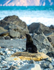Seal on a rocky shore by the ocean