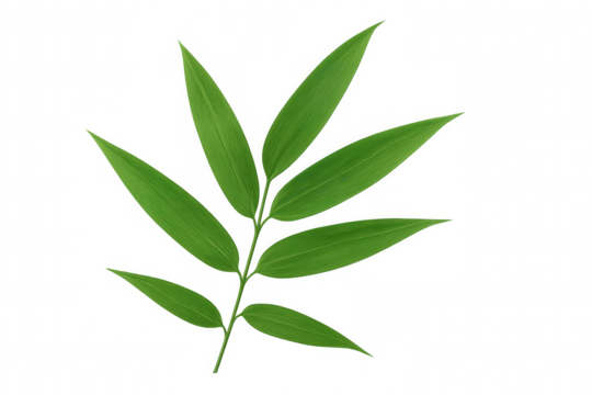 Single bamboo leaf with visible parallel venation isolated on transparent background, ideal for graphic design projects related to nature and sustainability
