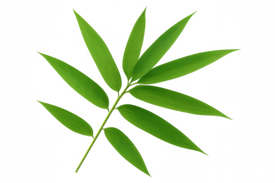 Vibrant green bamboo leaf with parallel venation isolated on a transparent background, perfect for nature-themed projects