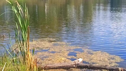 Marsh mud and reeds on the shore of a beautiful lake with a shaky surface on a sunny summer evening.