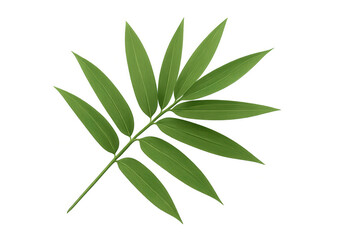 Fototapeta premium Realistic bamboo leaf with parallel venation isolated on transparent background, perfect for nature-themed designs