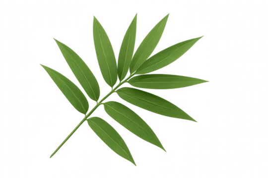 Realistic bamboo leaf with parallel venation isolated on transparent background, perfect for nature-themed designs