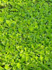 green Water lettuce leaves in the garden