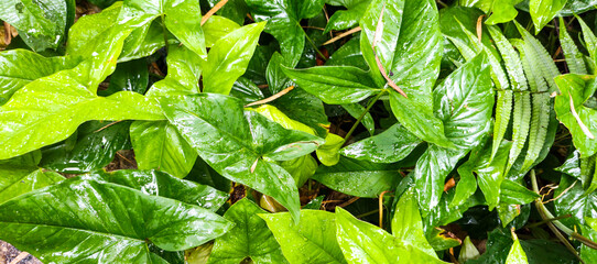 green leaves background