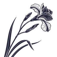 dutch iris rosario with leaves 