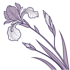 dutch iris rosario vector 