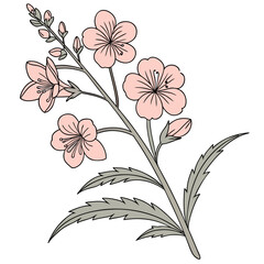 diascia perennial apricot queen on white background 