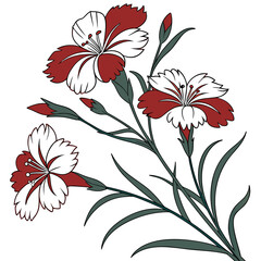 dianthus chinensis red and white with leaves