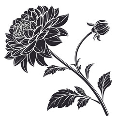 black and white dahlia golden torch