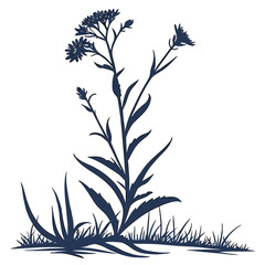 black and white buglossoides arvensis