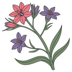 buglossoides arvensis vector